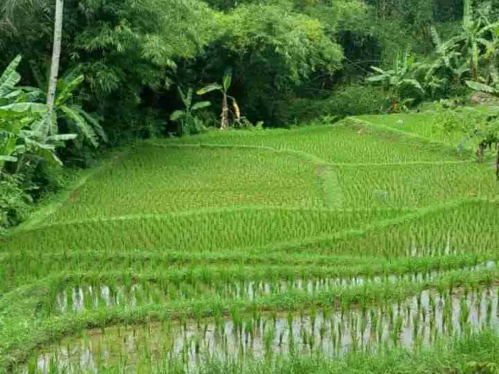 Sawah 1260 m, Murah & Produktif, Darangdan, Purwakarta.