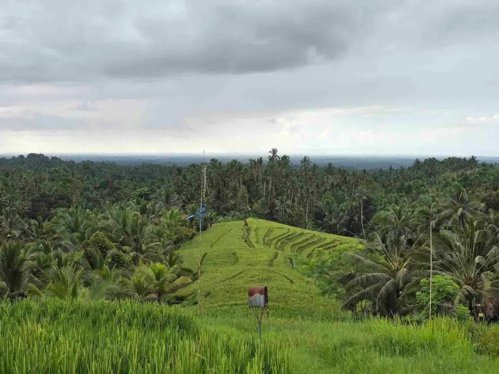 DIJUAL TANAH KEBUN DAN SAWAH VIEW SAWAH TERASERING DAN LAUT DI BALI