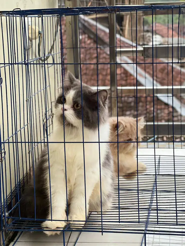 betina persia x munchkin