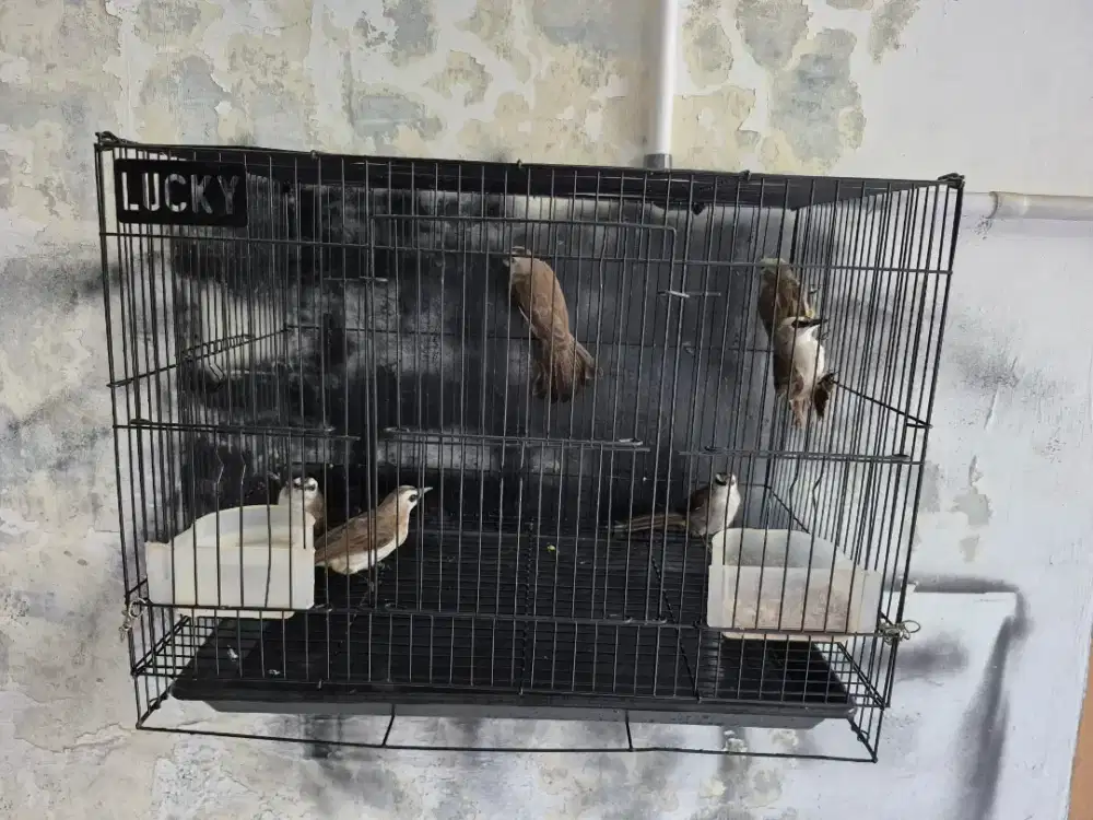 5 Ekor Burung Trucukan / Crocok