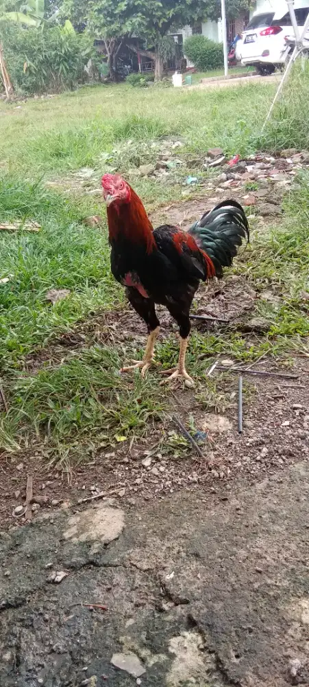 Ayam Bangkok clasic muda