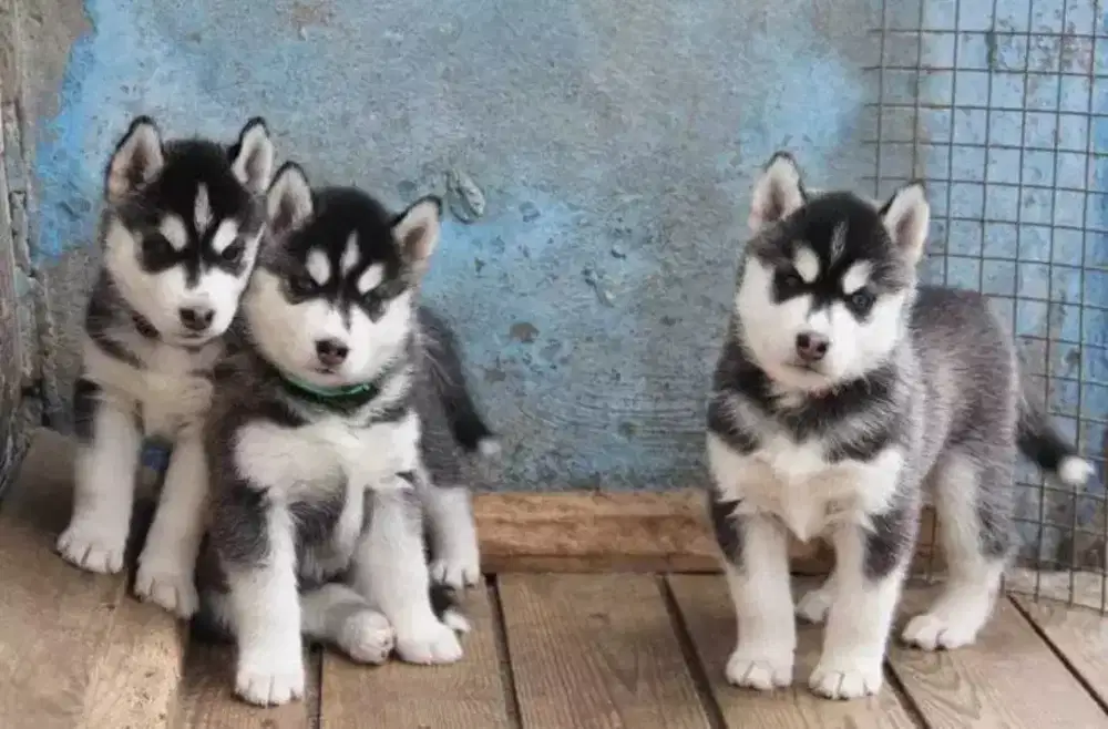 DIJUAL ANAK ANJING SIBERIAN HUSKY