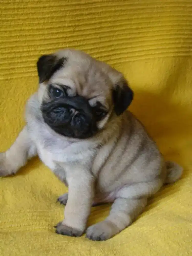 DIJUAL  ANAK ANJING PUG