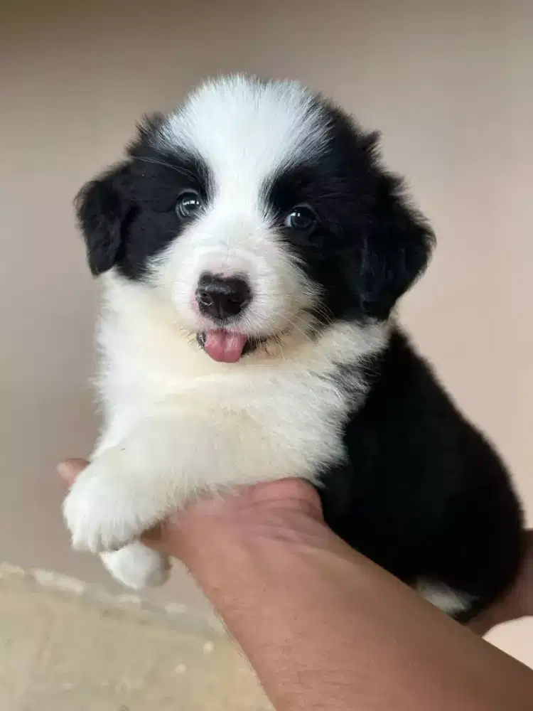 DIJUAL ANAK ANJING BORDER COLLIE