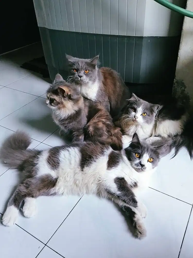 Open adopt kucing persia, nego