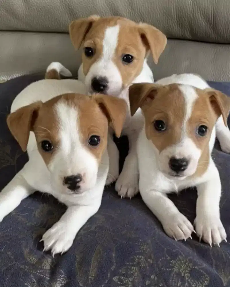 DIJUAL ANAK ANJING JACK RUSSEL
