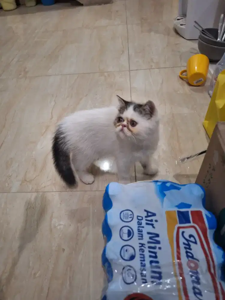 Kucing flatnose persia shorhair