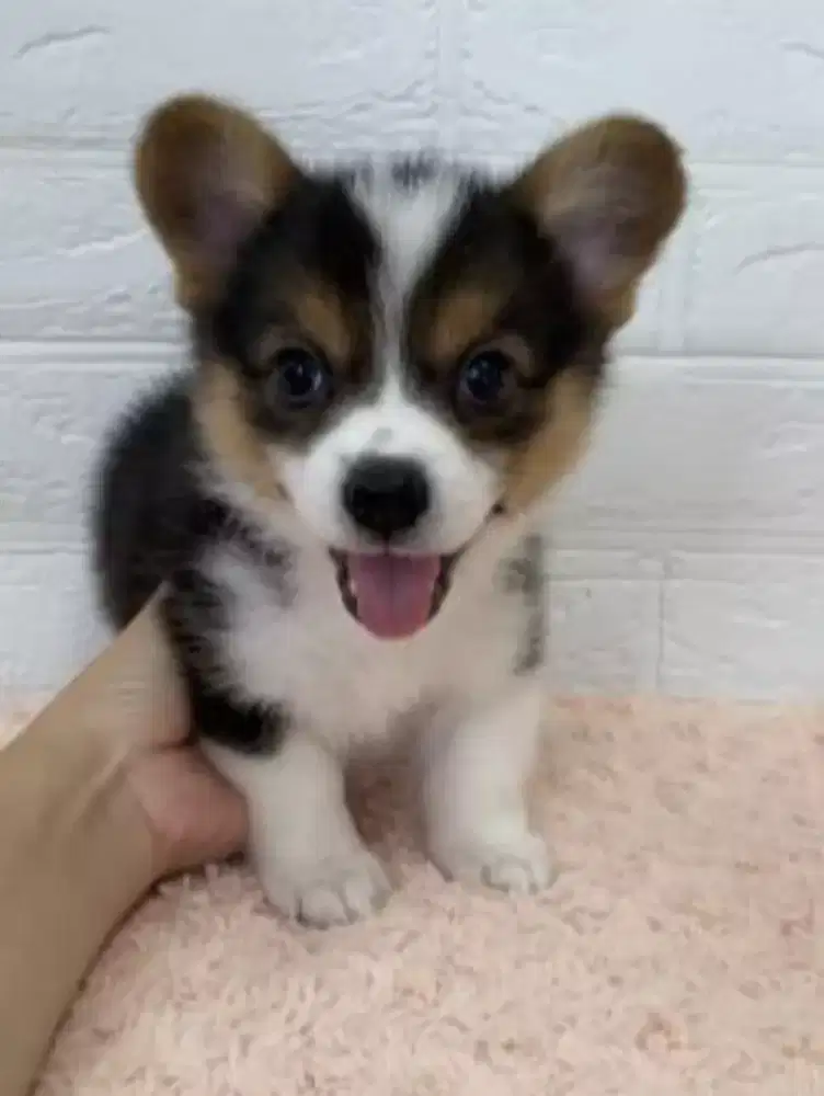 DIJUAL ANAK ANJING CORGI