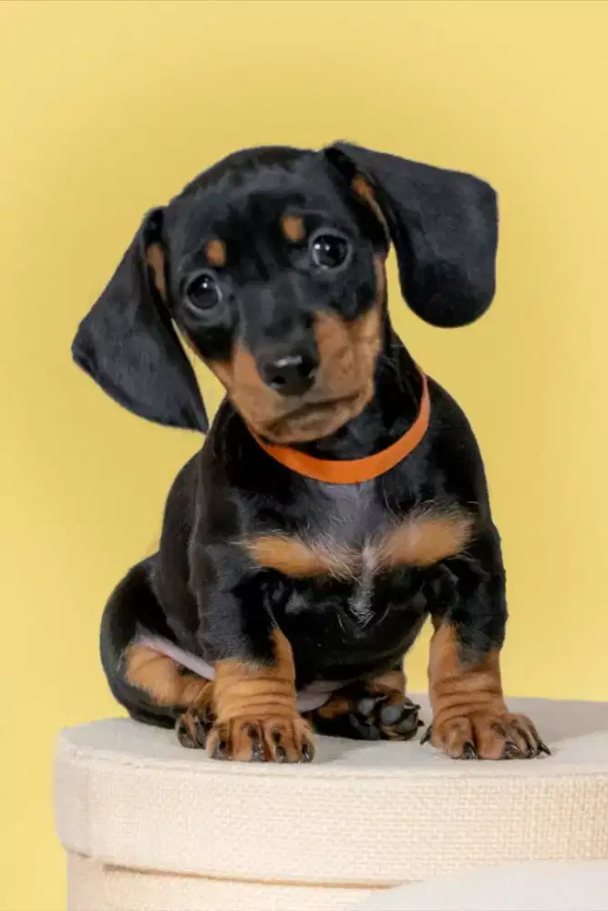 DIJUAL ANAK ANJING DACHSHUND