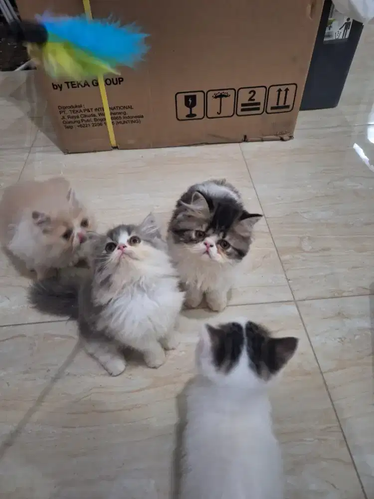 Peaknose kucing betina