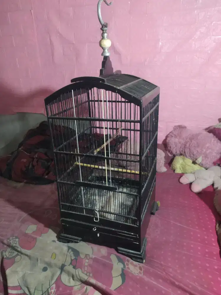 Sangkar burung kosan