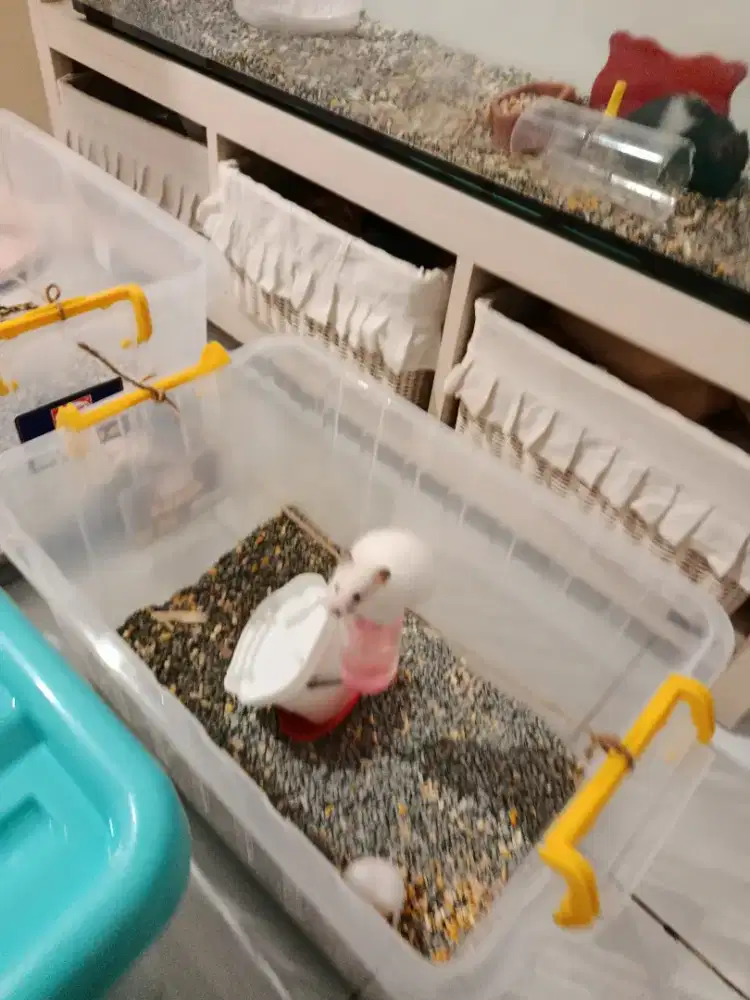 Hamster untuk adopsi