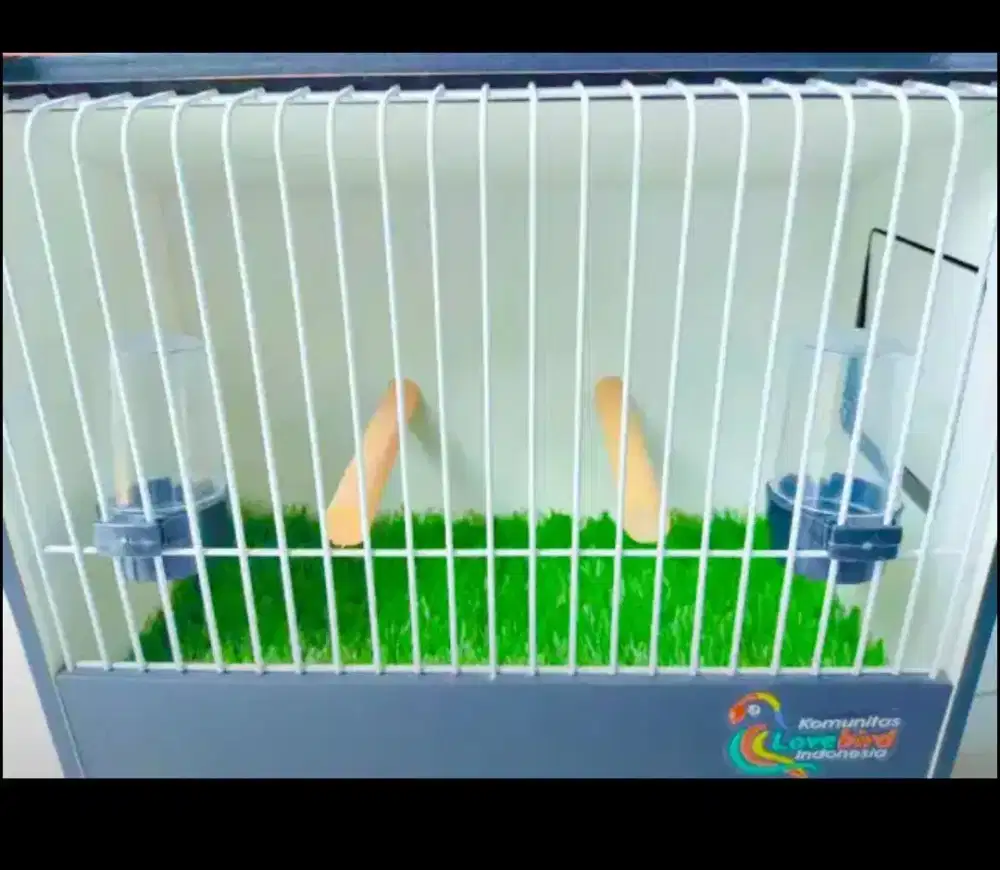 Kandang Beauty Contest