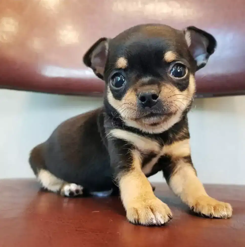 DIJUAL ANAK ANJING CHIHUAHUA