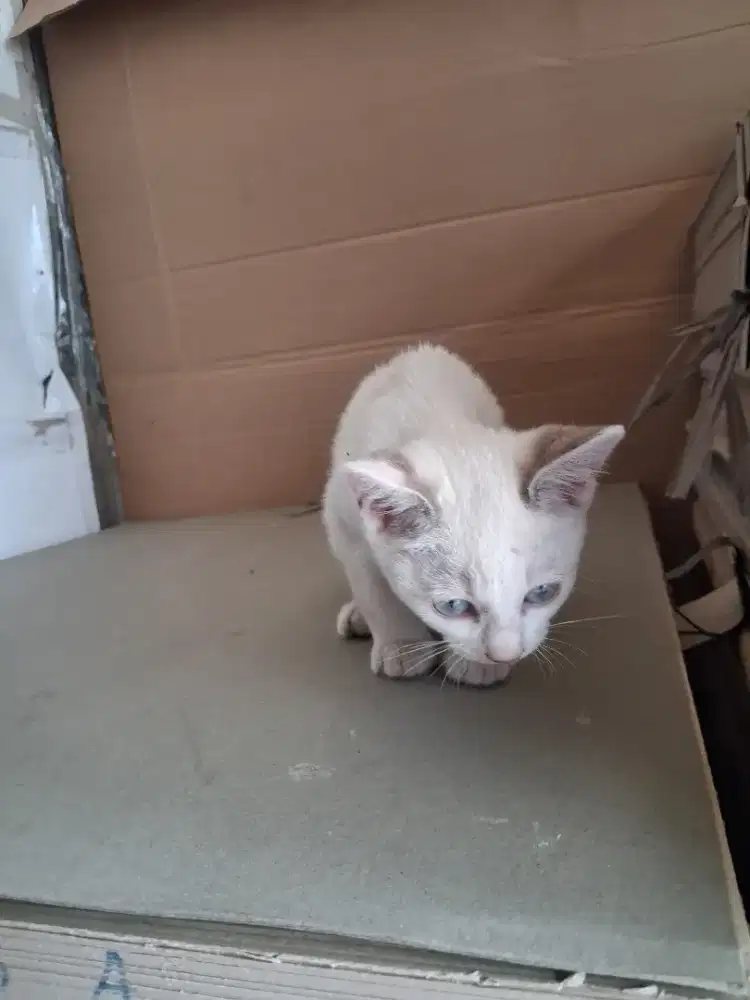 Kitten Lynx Point Siamese, Induk Ras Siamese