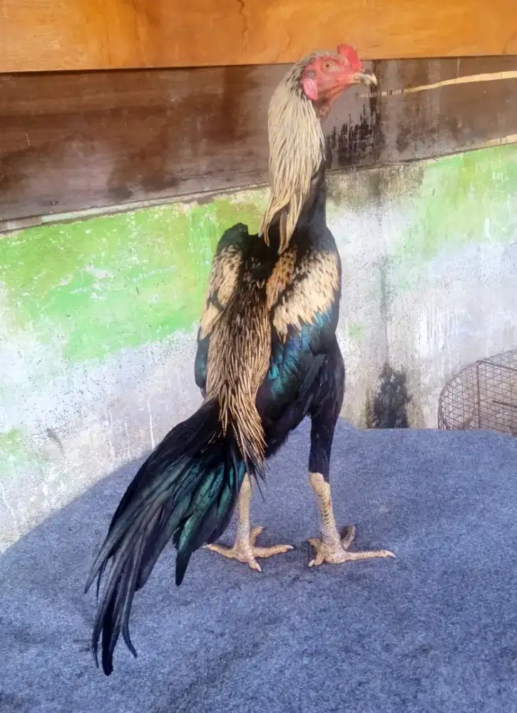 Ayam trah pakhoy x pamangon amunisi muda berkualitas