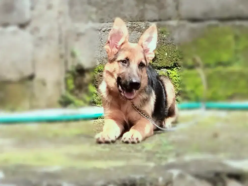 GSD / Herder / German shepherd dog