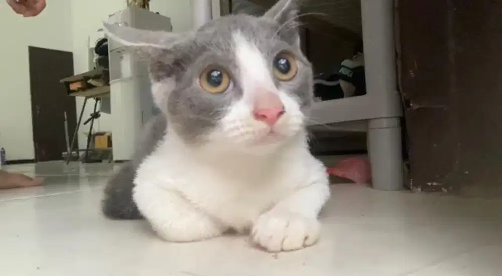 KUCING BSH RUSIAN BLUE KITTEN BETINA