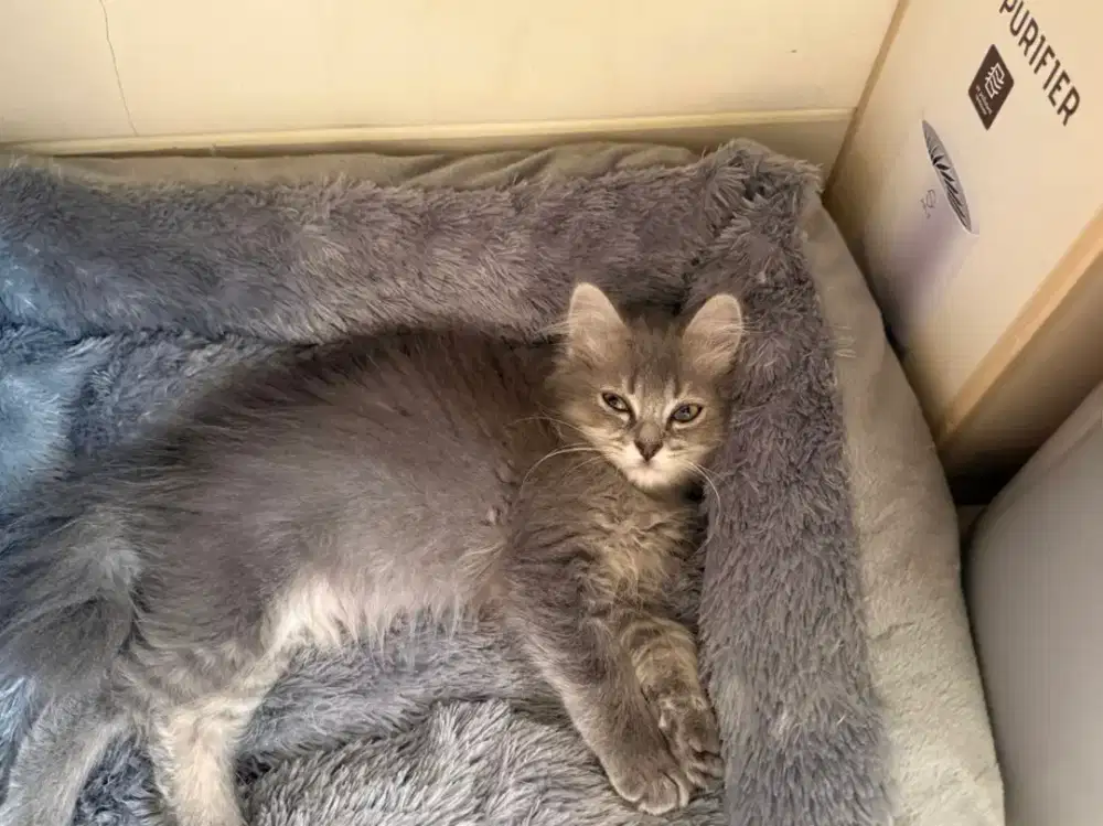 Persia mix BSH 2 bulan Betina