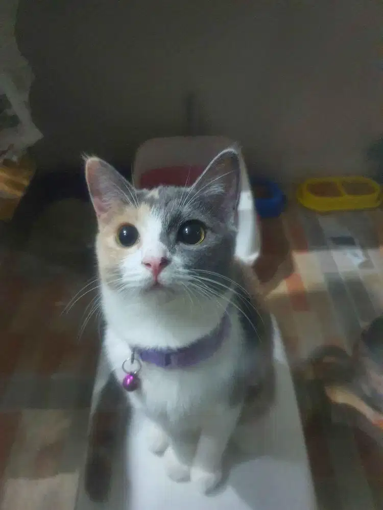 KUCING BSH RUSIAN BLUE BETINA