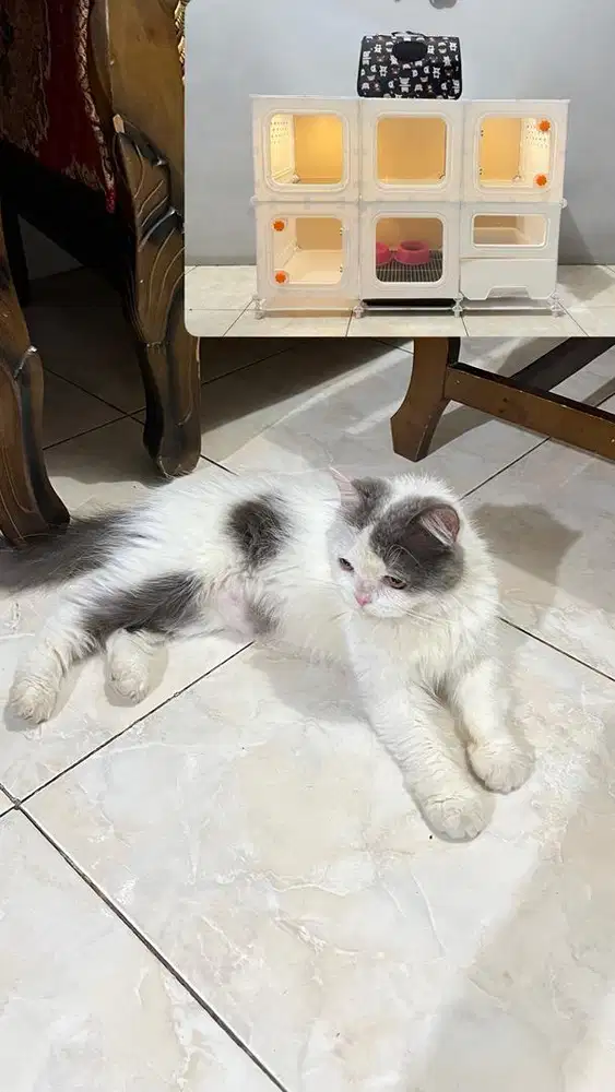 Kandang Kucing + Kucing Persia