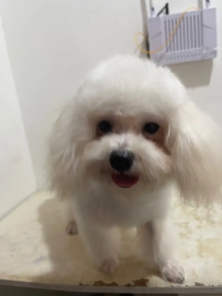 Poodle aprikot betina