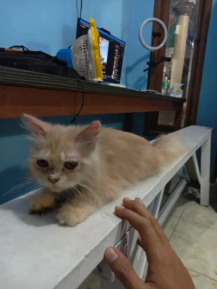 kucing persia flatnose oyen