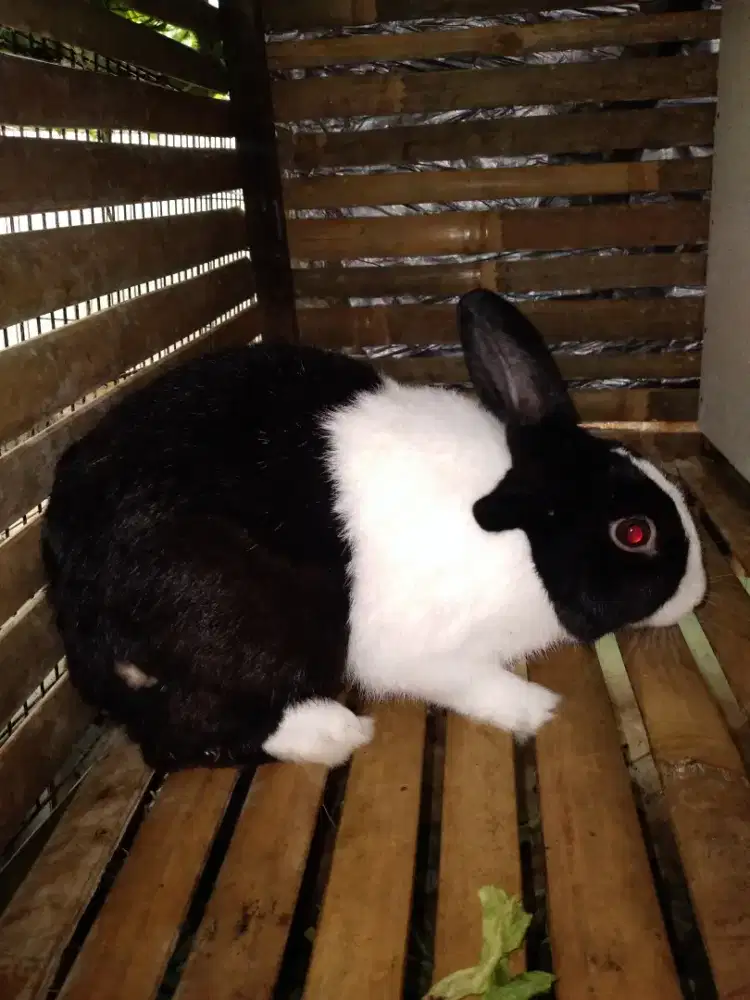 Kelinci ducht dewasa