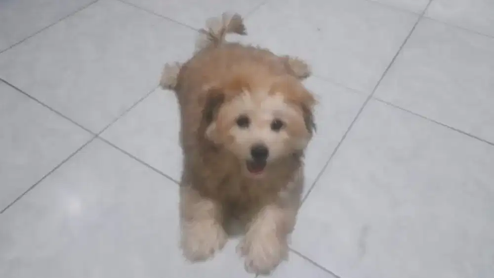 Anak Anjing Shih Tzu mix Pomeranian