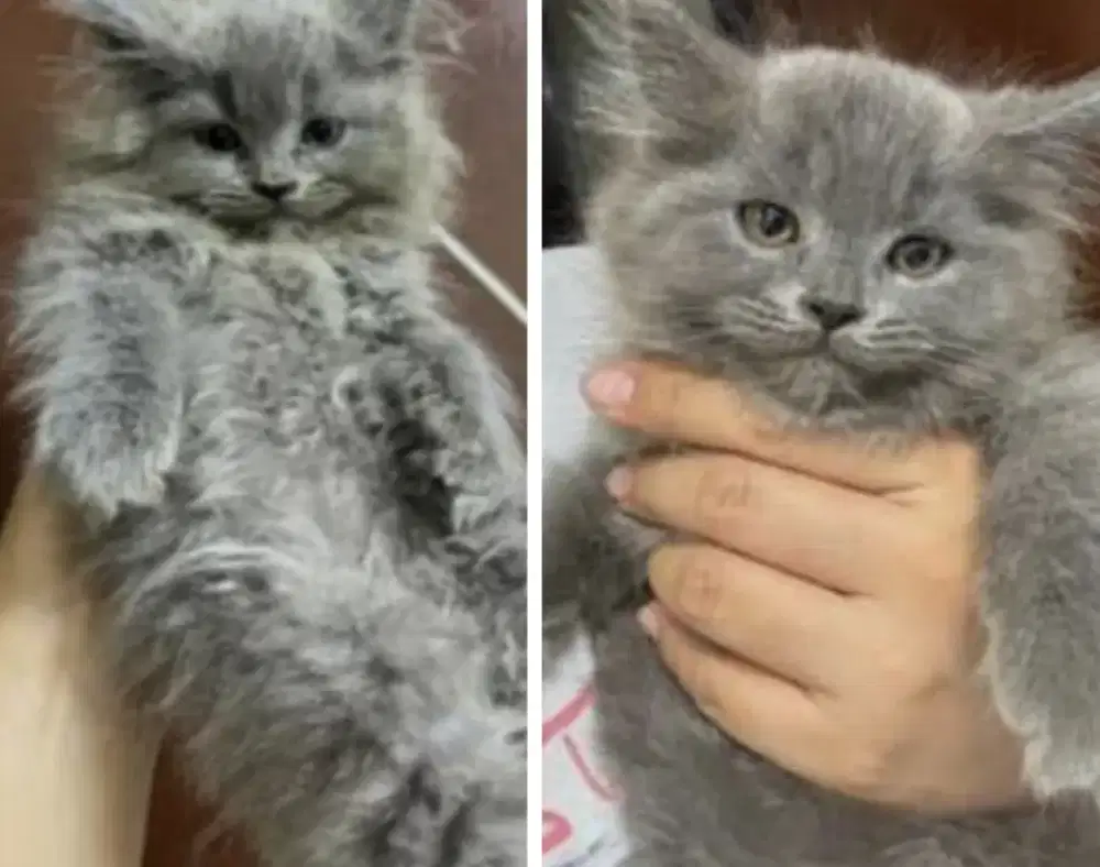 Kucing kitten X British longhair bluesolid purenonped