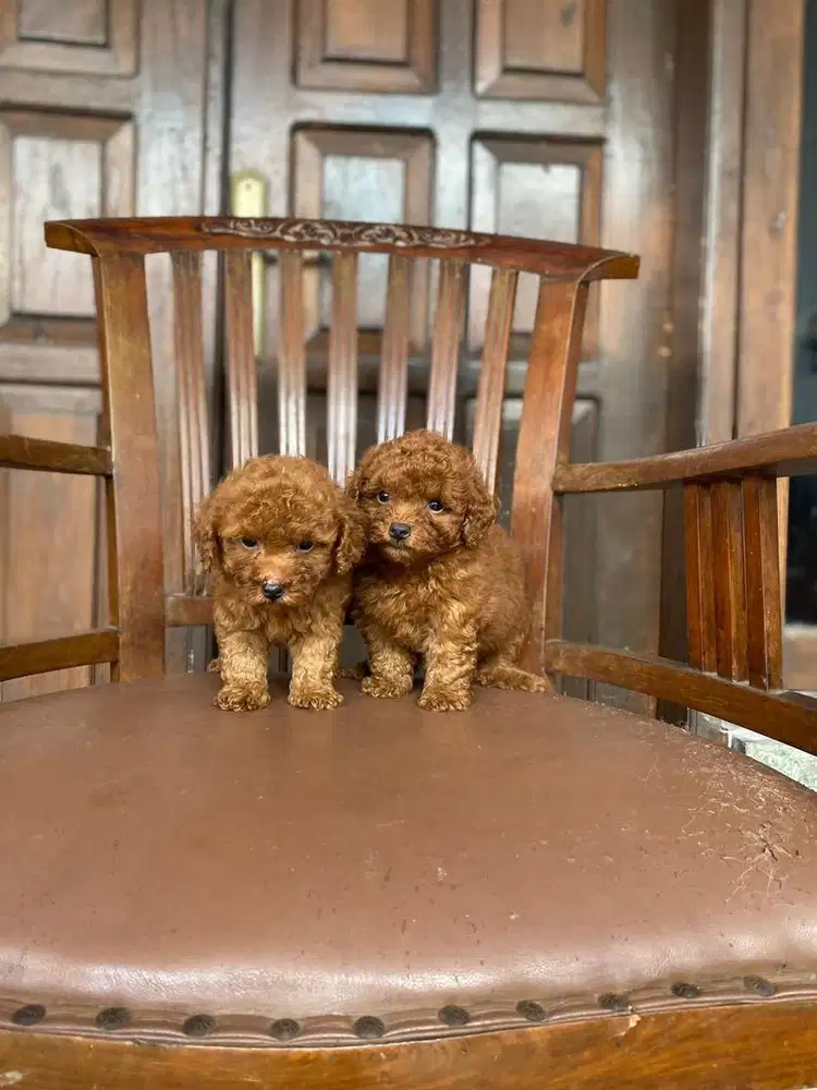 Tiny poodle betina non stb