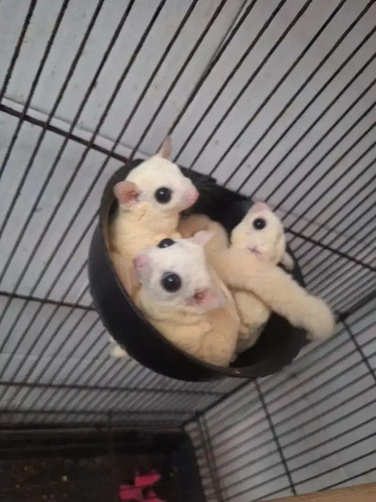 Sugar Glider Leucistik