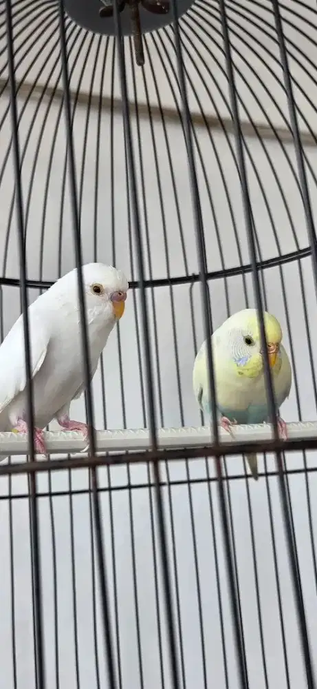 burung parkit lokal betina / tukar kenari betina mapan