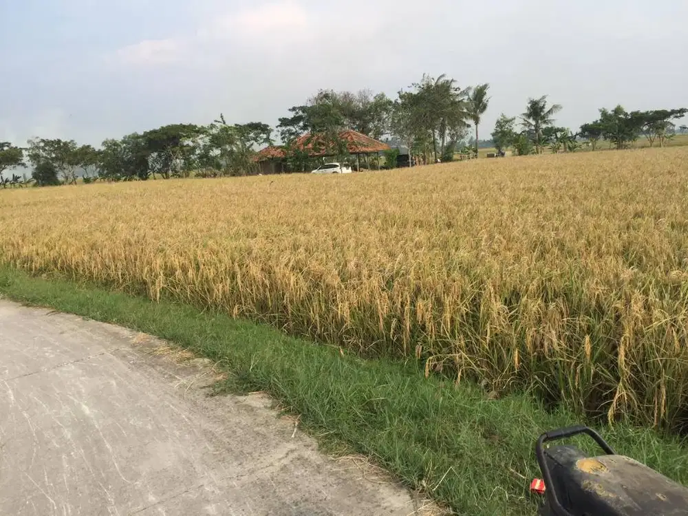 Tanah Sawah Karawang Passive Income per tahun