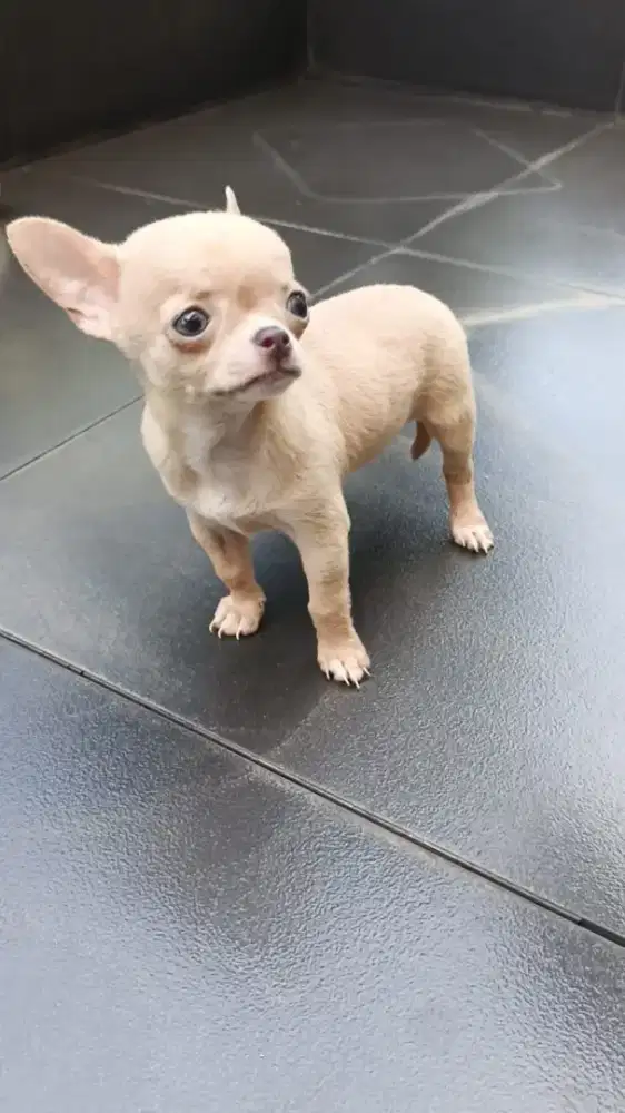 Anakan Anjing cihuahua jantan