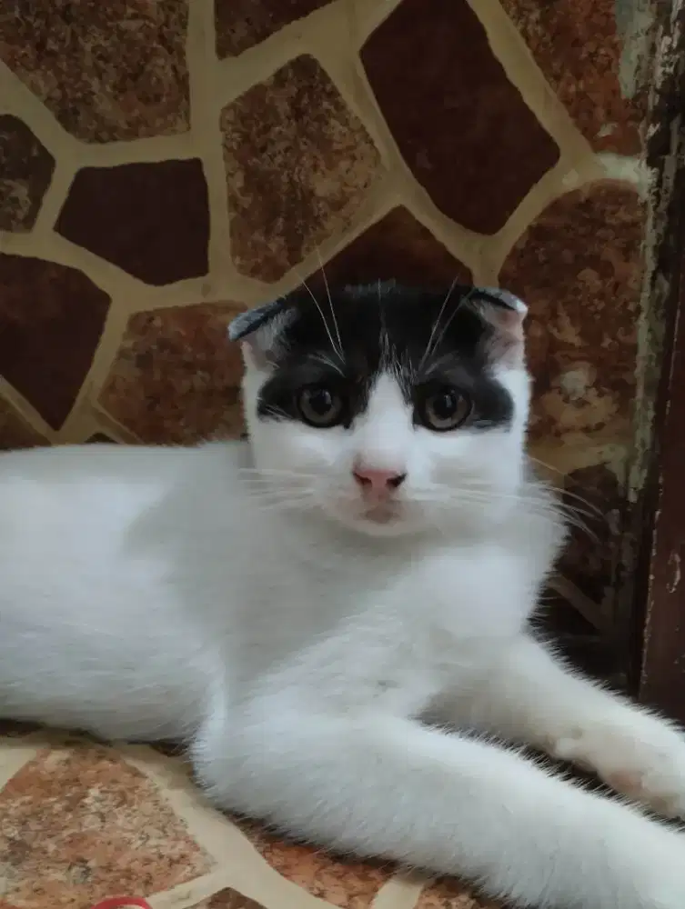 Munchkin Gaelic NS/ TIDAK CEBOL