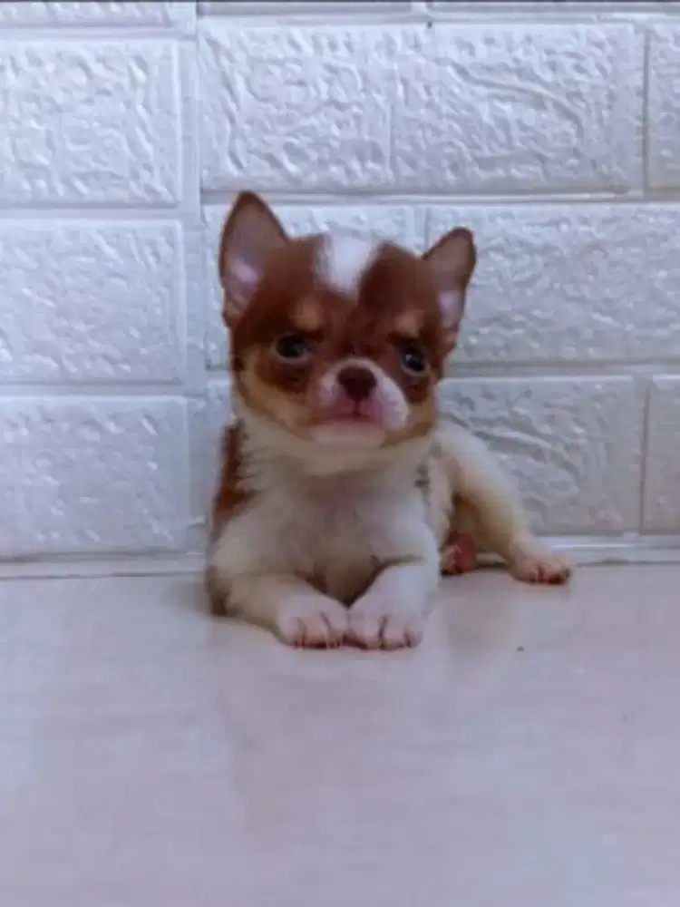 Jual Chihuahua Jantan Betina