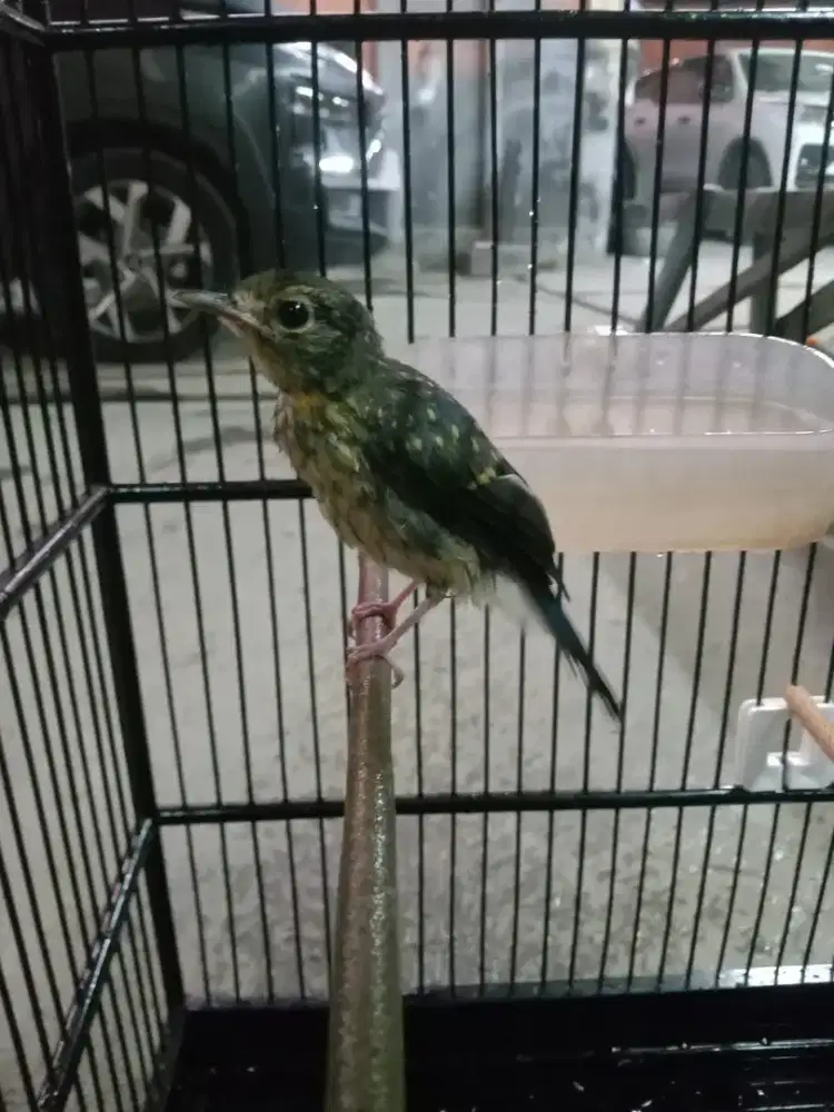 Tledekan gunung trotol