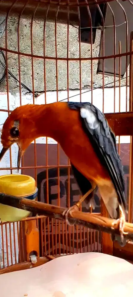 BURUNG ANIS MERAH RING GACOR TELER MINUS NITIK