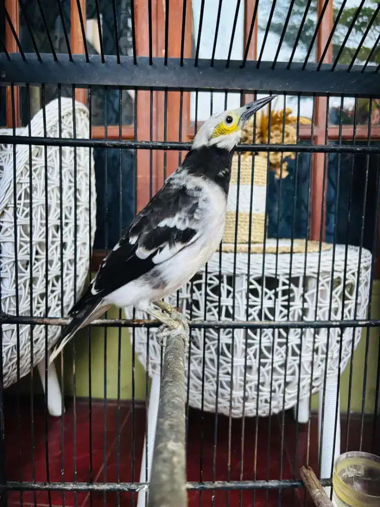 Jalak Hongkong Rajin Bunyi