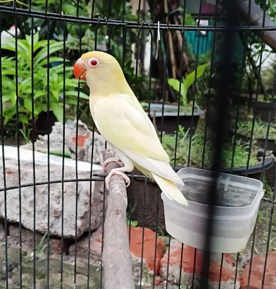 Lovebird pb cremino MM