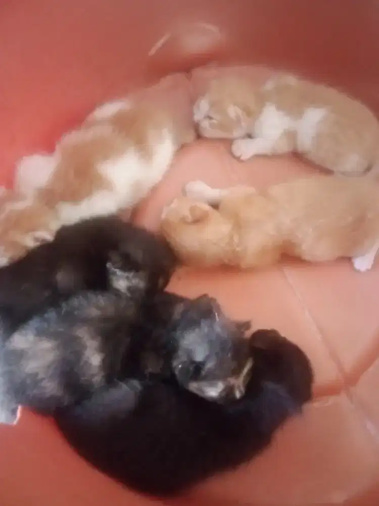 Mencari pecinta kucing yang mau adopsi