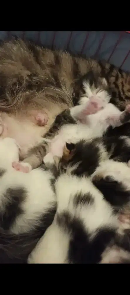 Lepas adop kucing Persia gembul