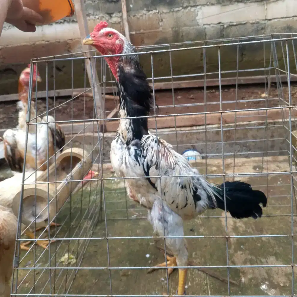 Shamo eropa Original 3c