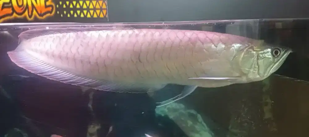 Arwana silver Brazil 45cm