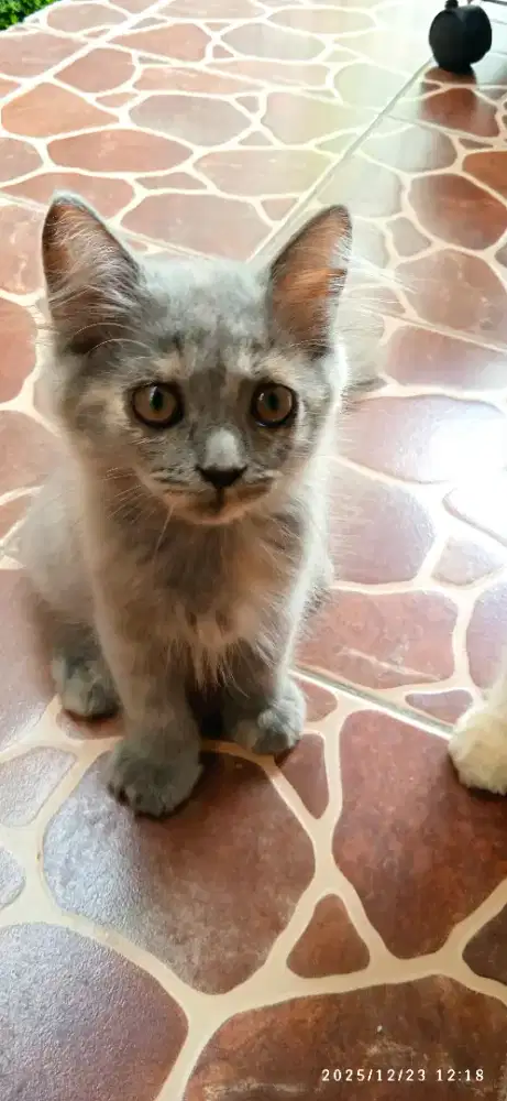 Persian medium betina