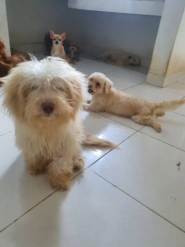 Anjing Maltese Mix Poodle