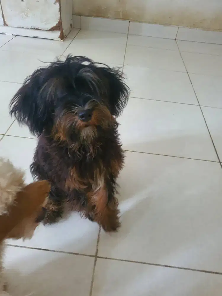 Anjing Maltese Mix Poodle