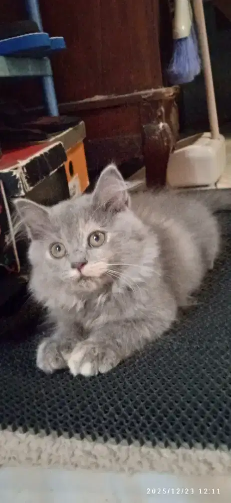 Persian medium betina