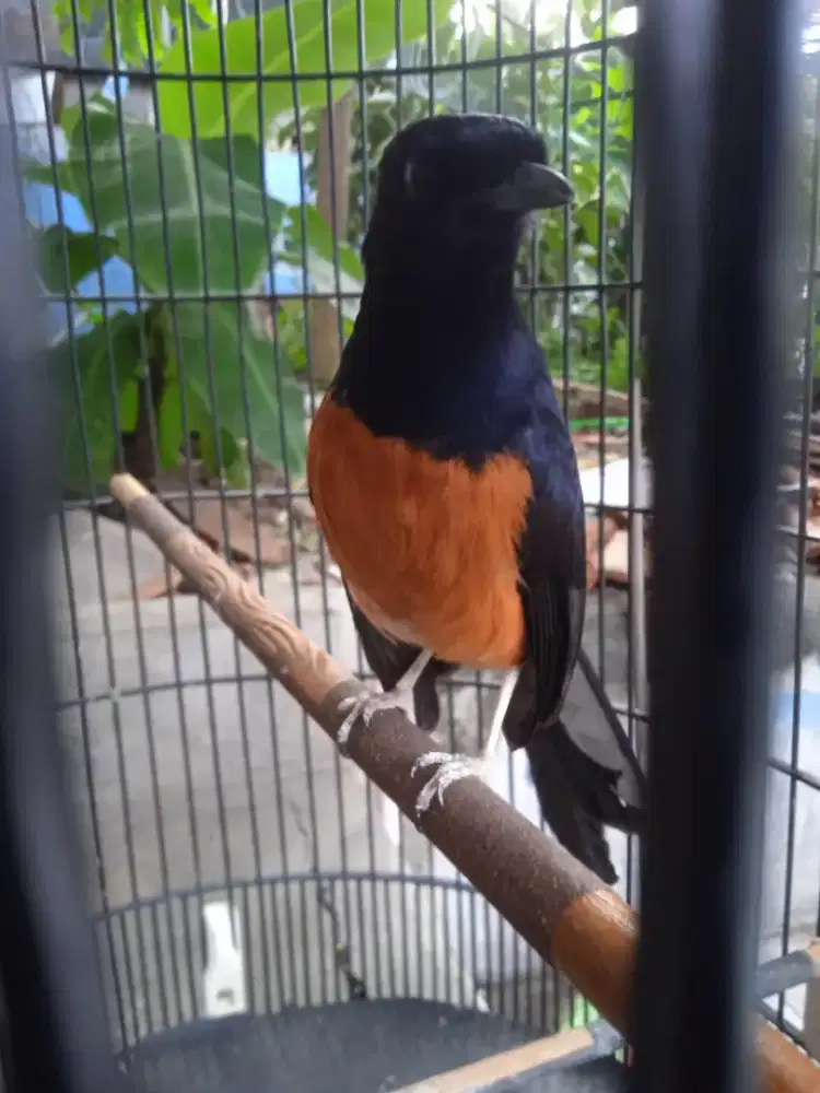 Murai gacor full set